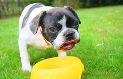 Dogs and Their Drinking Requirements: Hydration Guide