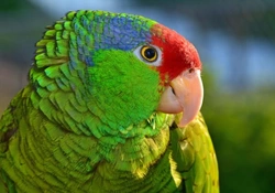 Red-crowned Amazon Parrot: Care, Health & Breeding Guide