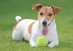 Why Jack Russell Dogs Are So Popular in the UK