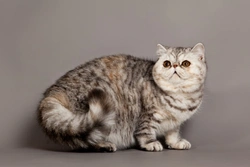 How to Recognise a Pedigree Cat: Complete Guide