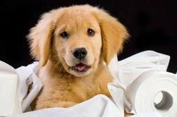 Toileting Issues with Dogs: Causes and Solutions