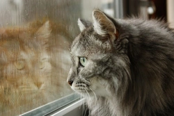 Cats and Rain: Why Some Felines Love a Downpour