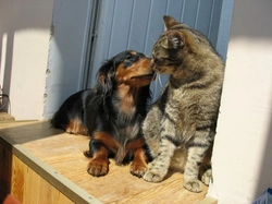 Introducing Your New Cat To Your Dog: A Step-by-Step Guide