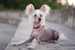 10 Unique Dog Breeds You May Not Know About