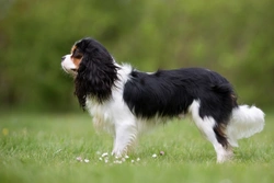 Episodic Falling Syndrome Testing for Cavalier King Charles