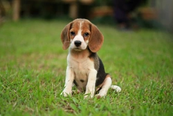 Catalase Deficiency Health Testing in Beagle Dogs