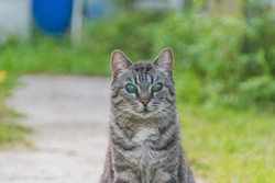 Blindness in Pets: Signs, Causes & Care Tips UK 2025