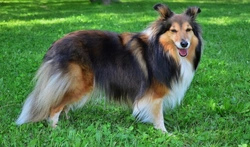 Top FAQs About Shetland Sheepdog: Care, Training & Health