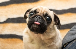 Comunicación física canina: claves para entender a tu perro