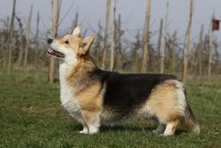 5 Essential Questions to Ask Dog Breeders Before Buying