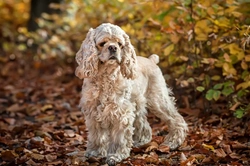 How the American Cocker Spaniel Became a Recognised Breed