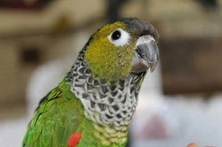 Black Capped Conure Care: Complete Guide for Pet Owners