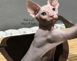La nudità nel gatto di razza Sphynx