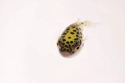 Tetraodontidae Care Guide: Puffer Fish as Unique Pets