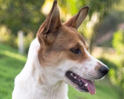 Associazione Animali: Gli Amici di Balu