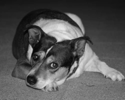 Associazioni Animali: Un Tesoro di Cane OVD