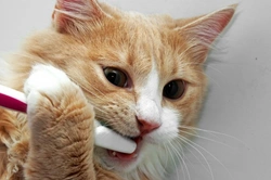 How to Keep Your Cat's Teeth Cleaner: 7 Easy Ways