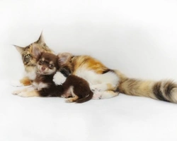 Adotta il tuo animale domestico a Palermo