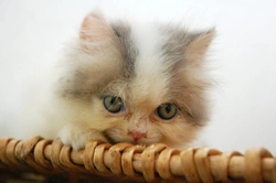 Cómo cuidar las manchas de lágrimas en gatos de forma segura