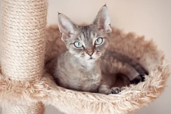 Congenital Myasthenic Syndrome (CMS) in Cats: Signs & Testing