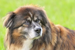 How to Estimate the Age of a Dog with Unknown History