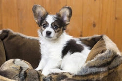 Teaching Your Puppy to Sleep Through the Night: Expert Tips