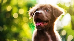 Shaking Puppy Syndrome: Causes, Breeds & Care Guide