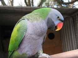 How to Keep Pet Birds Warm Safely During Winter