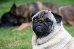 6 Medical Reasons Your Dog May Be Overweight