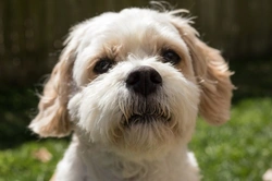 10 Key Things to Know About the Cavachon Dog Before Buying