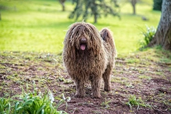 3 Extraordinary Looking Dog Breeds with Unique Corded Coats