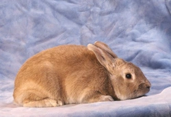 A Complete Guide to Rabbit Colours and Patterns