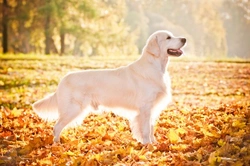 Golden Retriever Temperament and Training Guide UK 2025