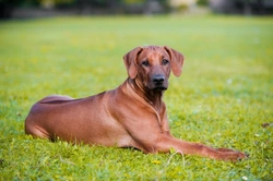 The genetics behind the Rhodesian ridgeback's distinctive ridge