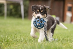 Key Problems to Consider When Buying a Puppy Raised Outside