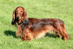 Spinal problems in Dachshund dogs: causes, symptoms and care