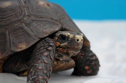 Reptile Brumation Explained: Essential Care Tips for Owners