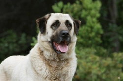 The Anatolian Shepherd Dog's Unique Working Role in Conservation