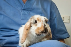 How To Care For a Sick Rabbit Before the Vet Visit