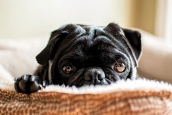 Dog Breeds Prone to Skin & Food Allergies UK Guide