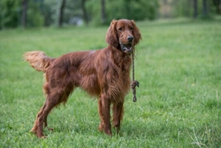 Krabbe disease DNA testing for Irish Setter health