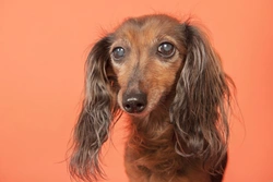 Glaucoma in Dogs: Causes, Symptoms & Treatment Guide