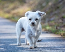 Associazioni Animali: Pittie & Bully Rescue