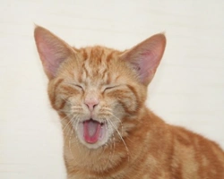 Associazioni animali: Nati Liberi