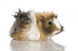 Popular Guinea Pig Breeds: A Guide to Choosing Your Pet