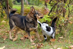 Understanding Aggression in Cats: Causes & Solutions