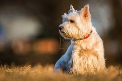 Complete Guide to Yeast Allergies Affecting Dogs