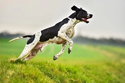 Pointer dog hereditary health and health testing guide