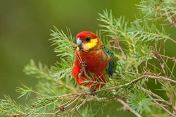 The Rosella Family of Australian Parrots: Care and Characteristics