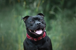 Safe Staffordshire Bull Terrier Swimming: 9 Essential UK Steps 2025